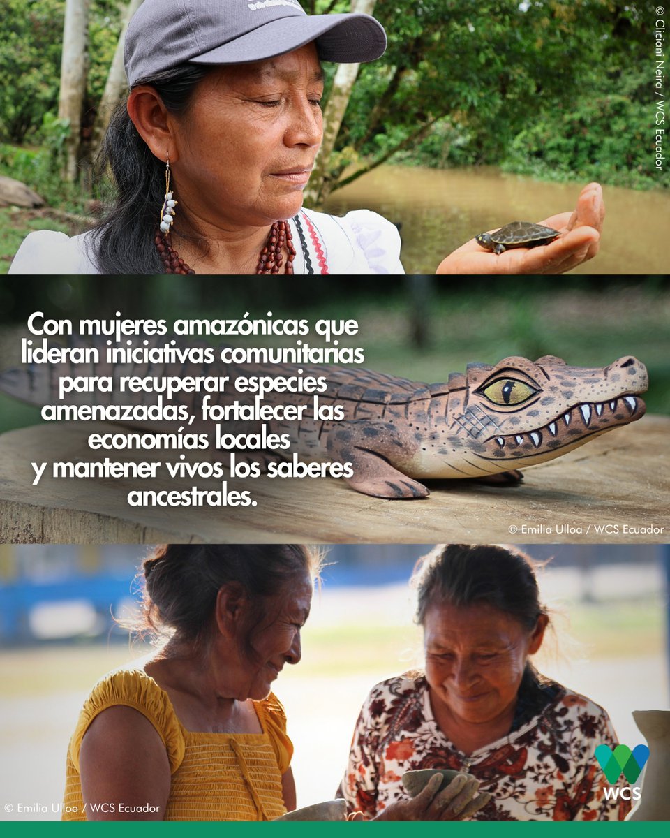 WCSEcuador's tweet photo. #DíadelaBiodiversidad 🐾 🌱| Y también en los territorios donde comunidades, mujeres, jóvenes y organizaciones trabajan juntos para protegerla. 🤗
🖐 #JuntosPorLaVidaSilvestre 💚💙 #WeStandForWildlife https://t.co/zpobqgbqn2