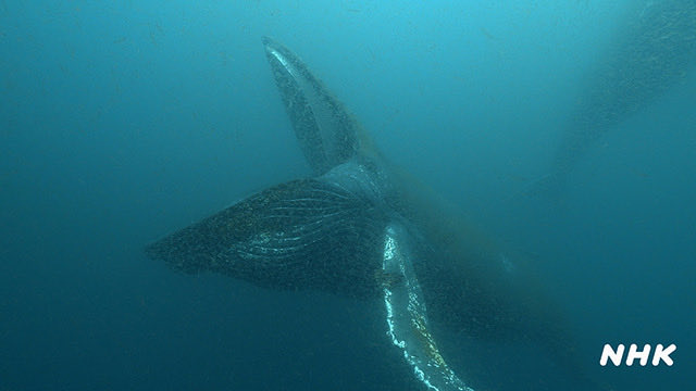 ocean__a's tweet photo. NHK ワイルドライフ SP
「南アフリカ 世界初！巨大クジラ 300 頭 海に響く歌の秘密」放映！
近年、南アフリカの海で、若いザトウクジラが数百頭も集まる巨大な群れ。なぜこの海に集まるのか。
5/23(土)18:30～19:59 NHK BSP4K
5/30(土)19:30～20:59 NHK BS で放映予定📺
https://t.co/6HVUZpp1g1 https://t.co/dcAaYd2Ijn