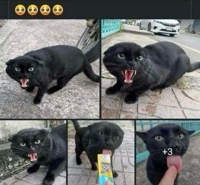 Cat TikToks tweet media