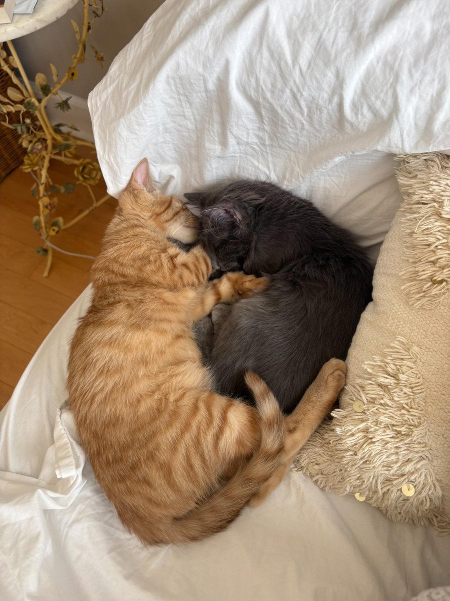 Tree House Humane Society tweet media