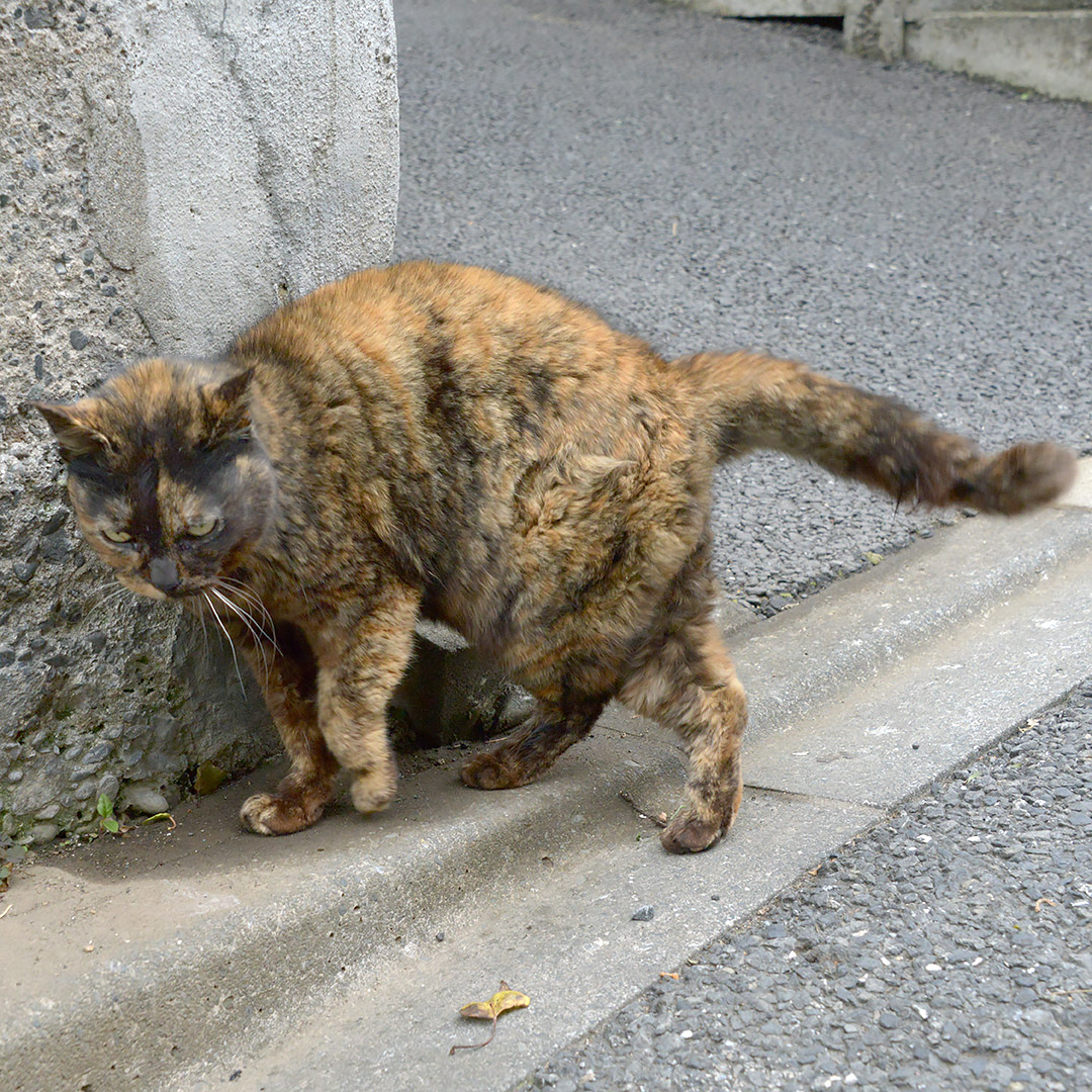 つぶつぶ猫(by kiyochan) tweet media