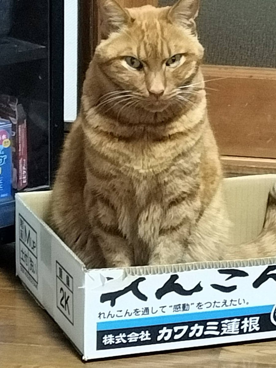 privateeye_pet's tweet photo. 【迷子猫を探しています‼️】

広島県東広島市高屋町稲木付近にて

5月20日から行方不明になりました💦

目撃した方はリプライやDMをいただけますと幸いです🙇‍♂️

名前：キナコ
性別：オス（去勢済）
年齢：10歳
特徴：少し黒ががかっている
　　　茶トラ

#迷子猫 #猫 #迷い猫 #広島県 #東広島市 #高屋町 #拡散希望 #迷子ペットを守りたい