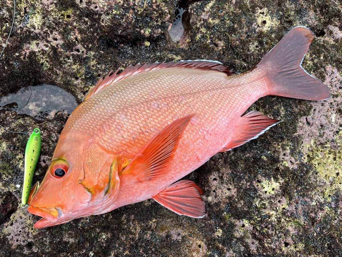 FISHING_TOSHI's tweet photo. 良型ミミジャー

沖は砂地に根が点在していたのでフォール中心の釣りで

ナッゾジグスリムロングはボートゲームを念頭にしたモデルと思ってましたが、フロントヘビーなのに安定して飛ぶし、ショアからでも問題なく使用可能

#与那国島
#ナッゾジグスリムロング
#インクスレーベル https://t.co/JeeB0kQLvy