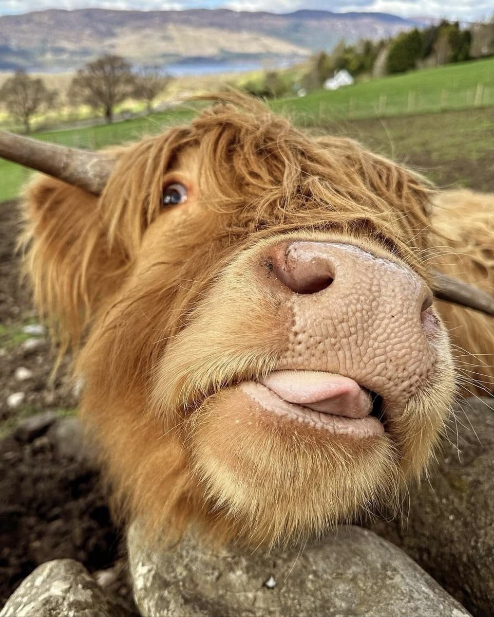 jack wolfe as cows tweet media