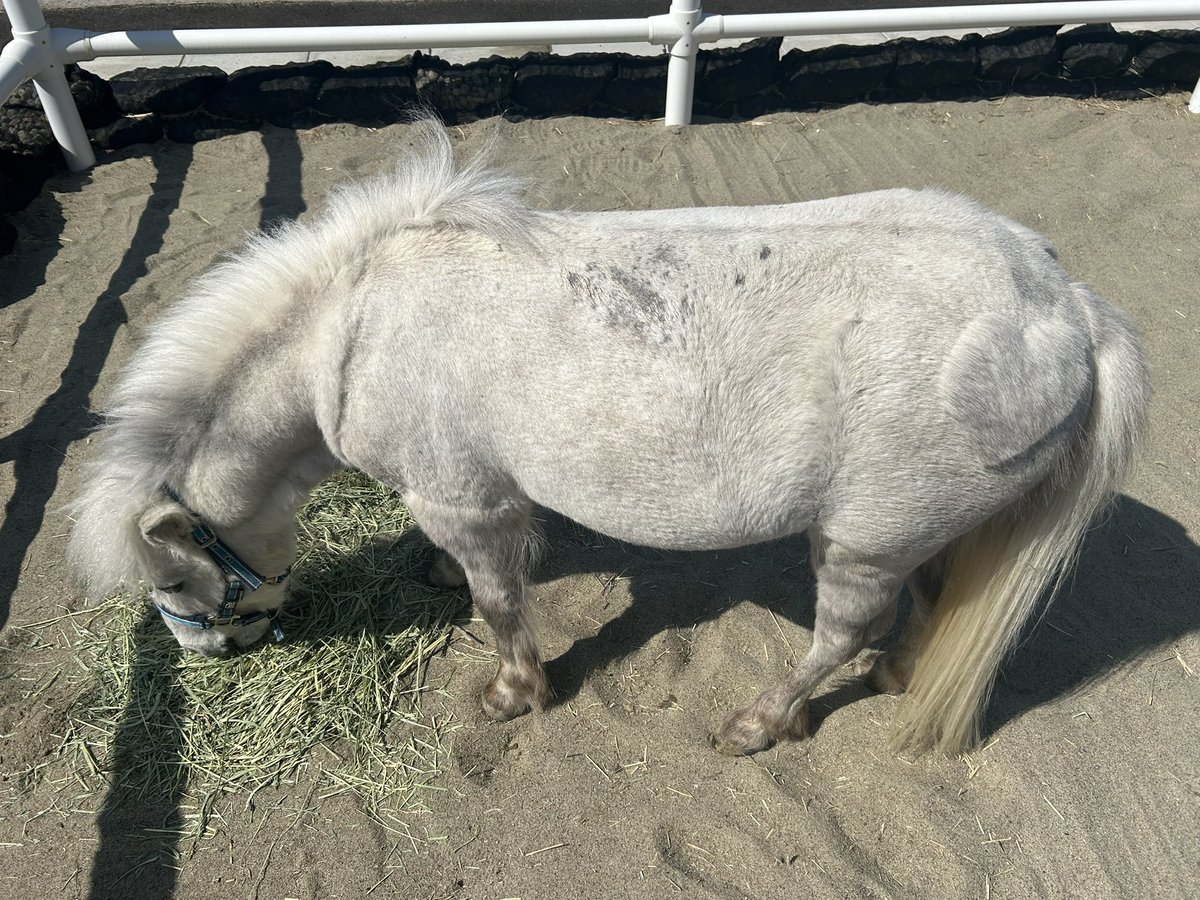 JRA福島競馬場 (@JRAFUKUSHIMA) / Posts / X