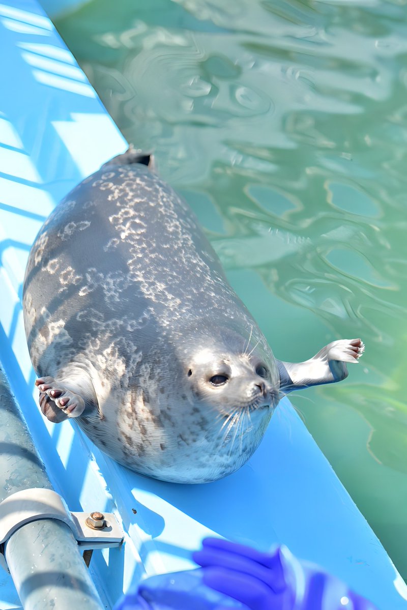 お粥🦭 tweet media