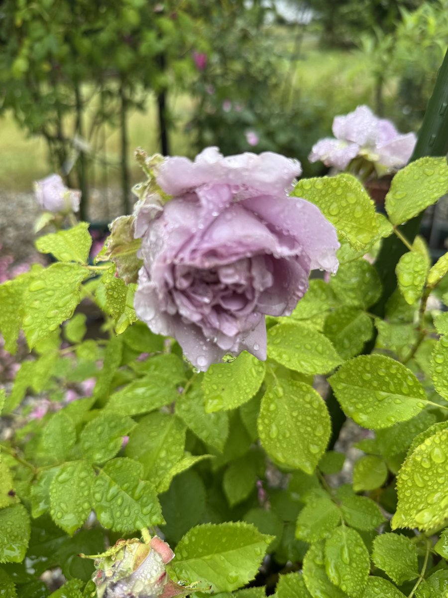 PlumRose tweet media