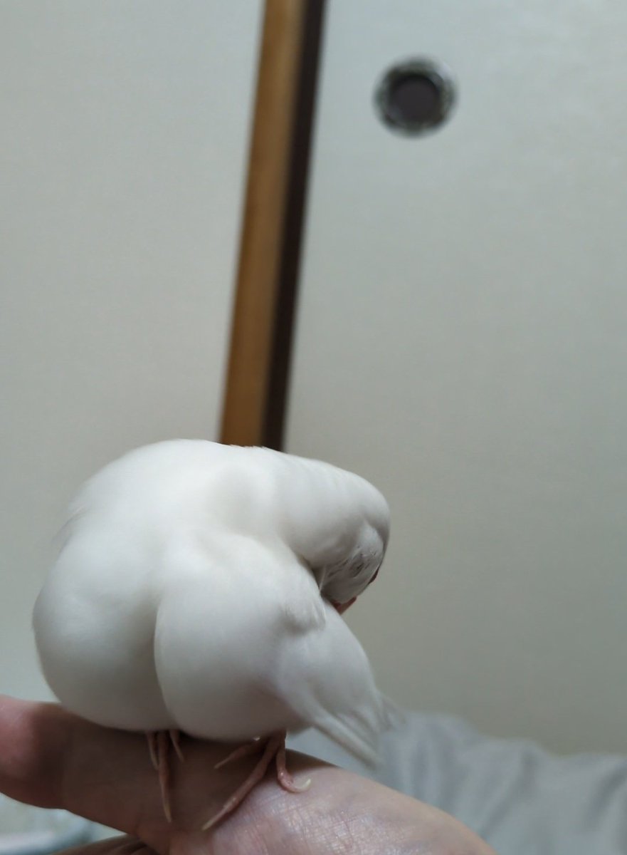 白文鳥のこまち tweet media