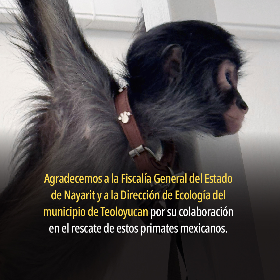 PROFEPA tweet media