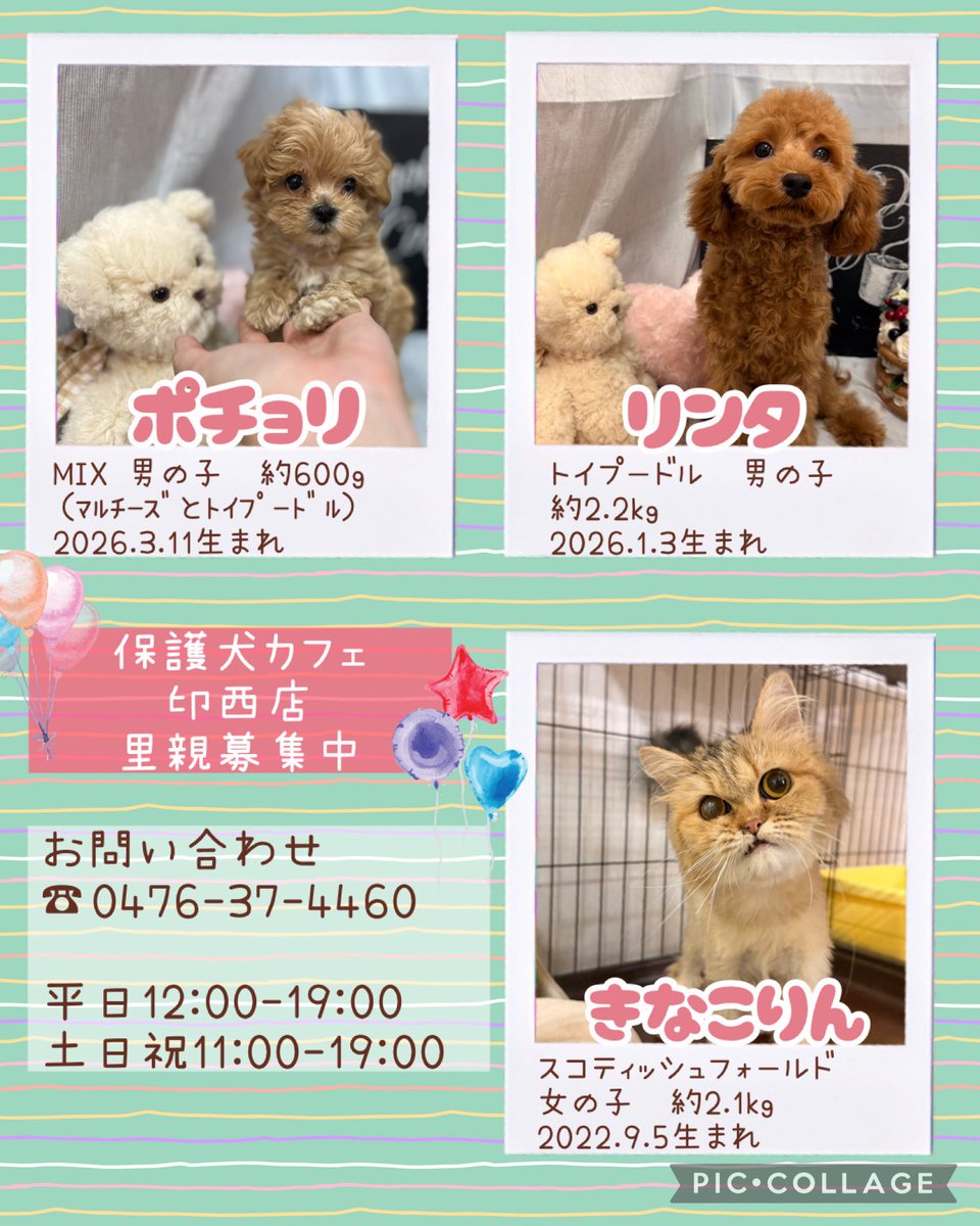 本日から里親募集の子達です🐶♡ ※ポチョリくんは ワクチンプログラム