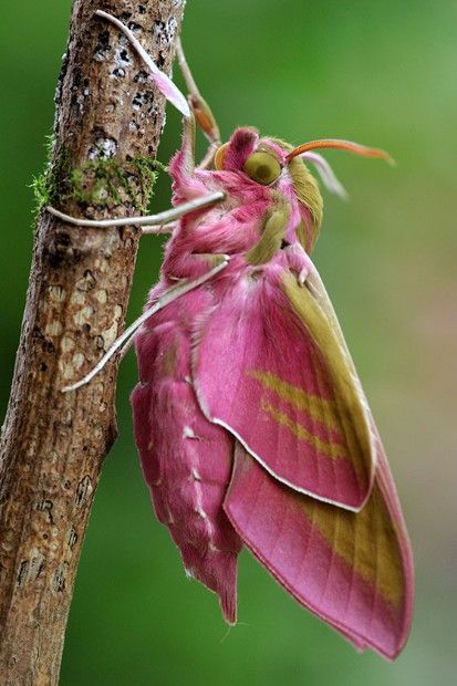 butterfly world 🦋 tweet media