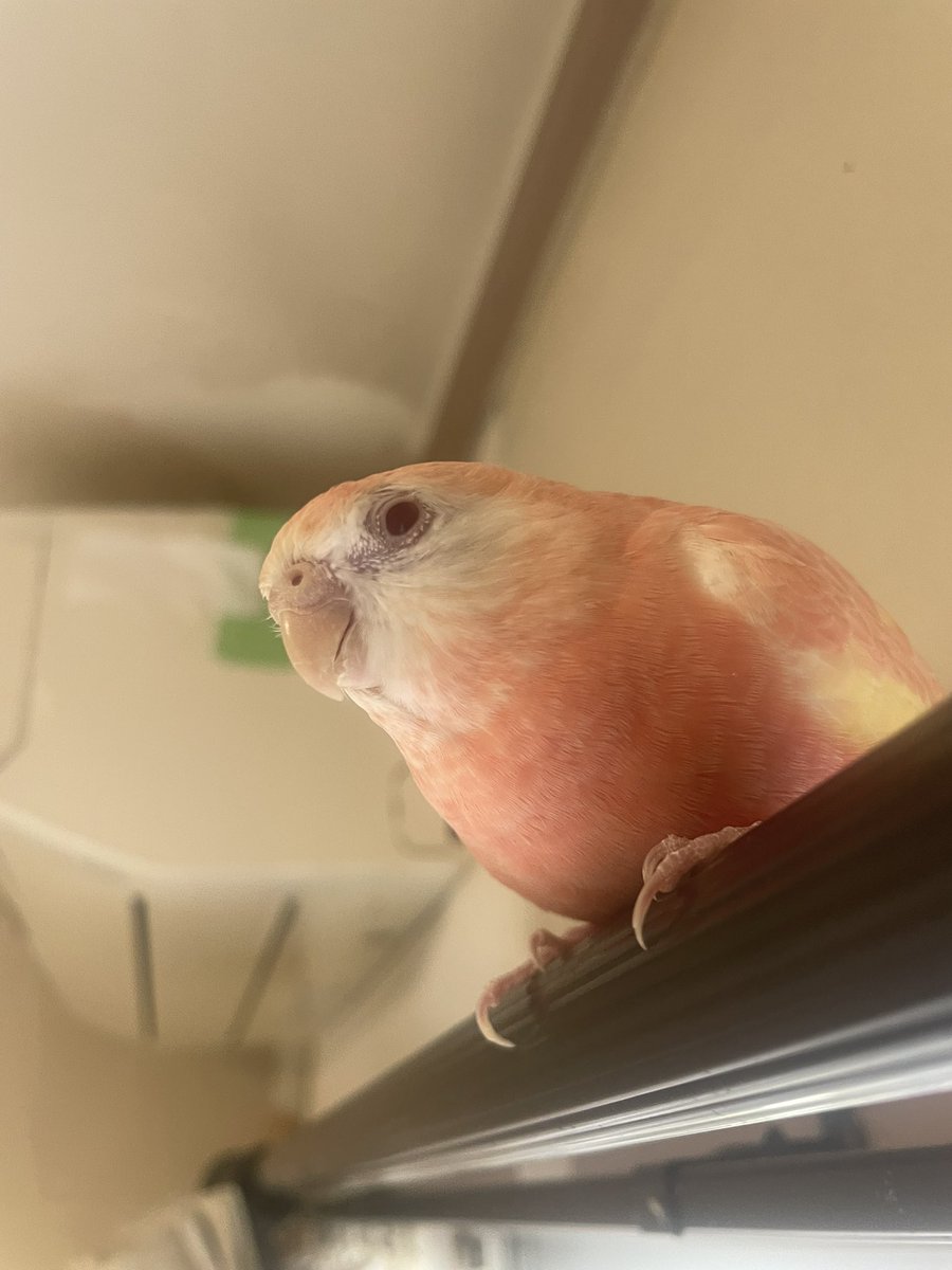 クロエ🐦@鳥垢 tweet media