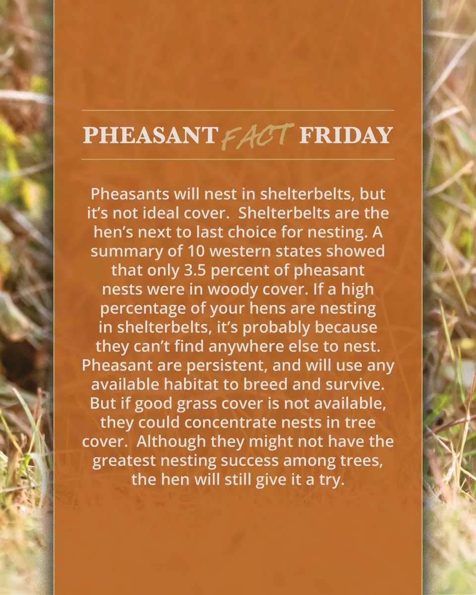 pheasants4ever's tweet photo. Pheasant Fact Friday! 

Pheasants will nest in shelterbelts, but it's not ideal cover. Shelterbelts are the hen's next to last choice for nesting. A summary of 10 western states showed that only 3.5 percent of pheasant nests were in woody cover. If a high percentage of your hens are nesting in shelterbelts, it's probably because they can't find anywhere else to nest.

Pheasant are persistent, and will use any available habitat to breed and survive.
But if good grass cover is not available, they could concentrate nests in tree cover. Although they might not have the greatest nesting success among trees, the hen will still give it a try.