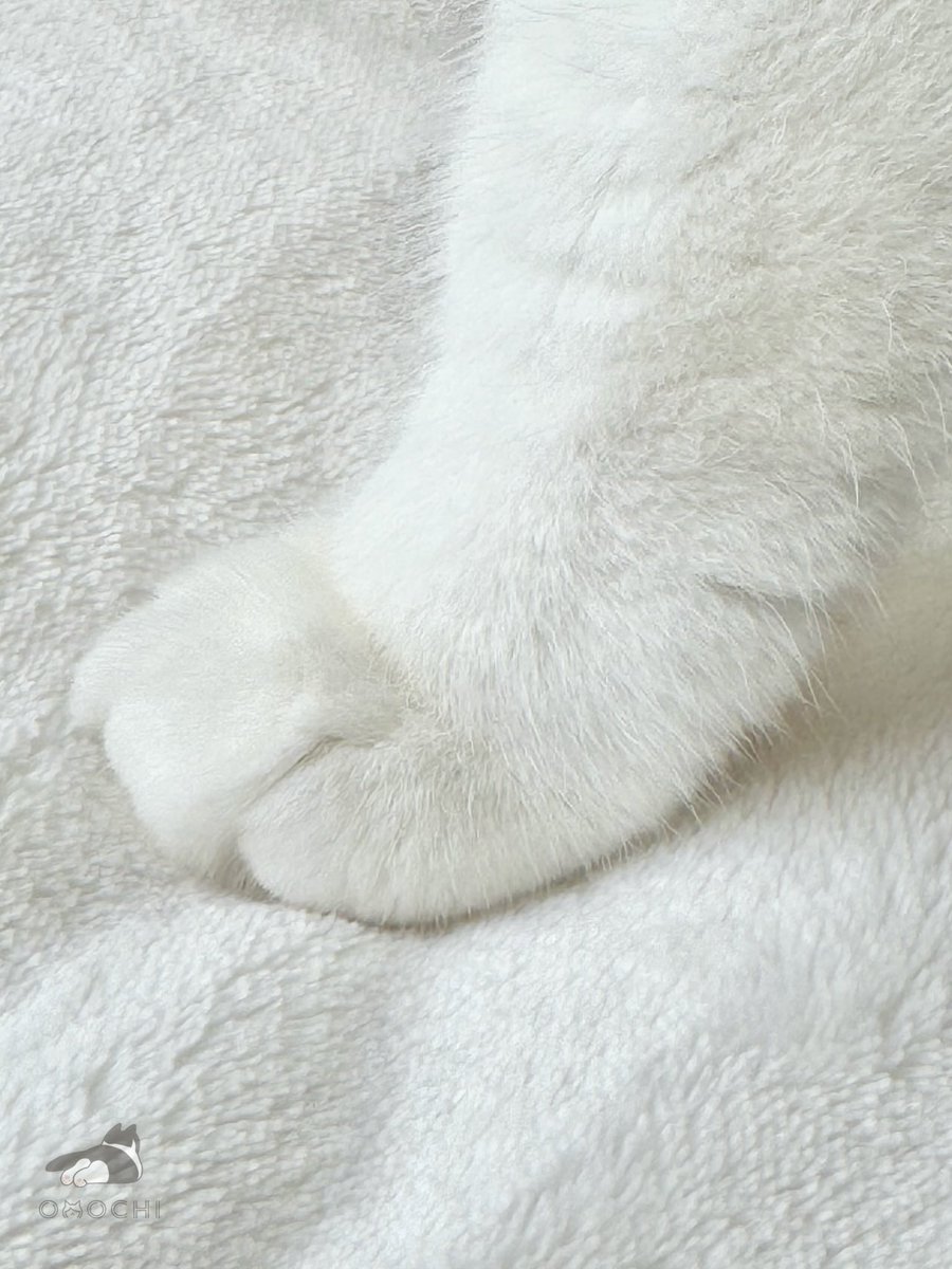 Post by おもち on X: フワッ🐾