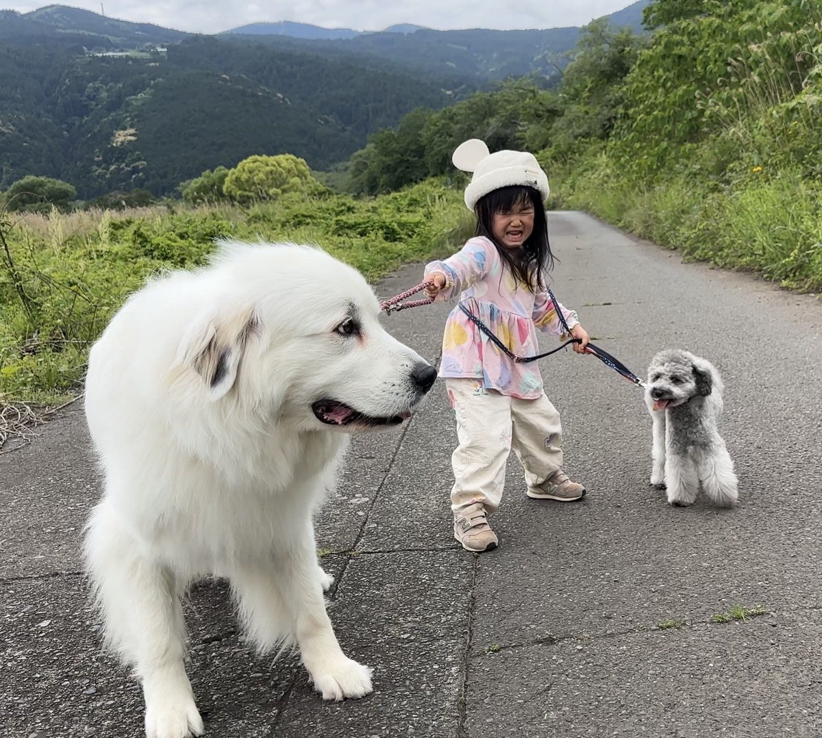 山の奥から tweet media