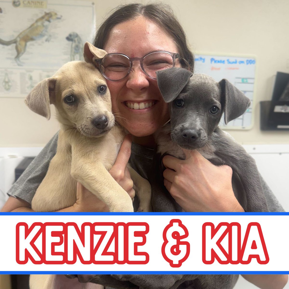 AggielandHumane's tweet photo. Join us tomorrow 5/23 @ PetSmart University Dr to meet potential future BFFs! Adoption fees are $0, thanks to PetSmart Charities! We'll be in the store from 10-2, but adoptions are first-come, first-served - don’t hit snooze on meeting your new bestie! https://t.co/DfrYHvBcvp