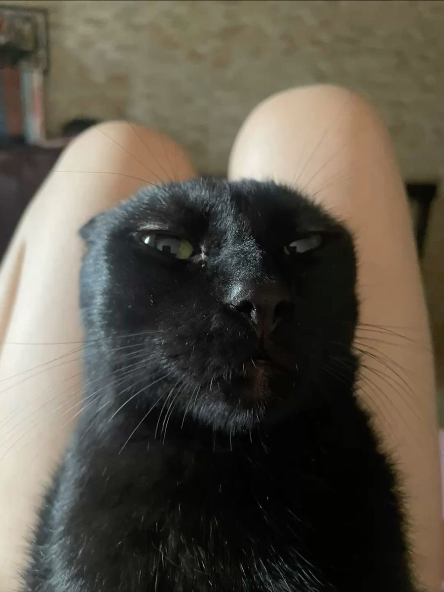 Black cats are not bad luck tweet media