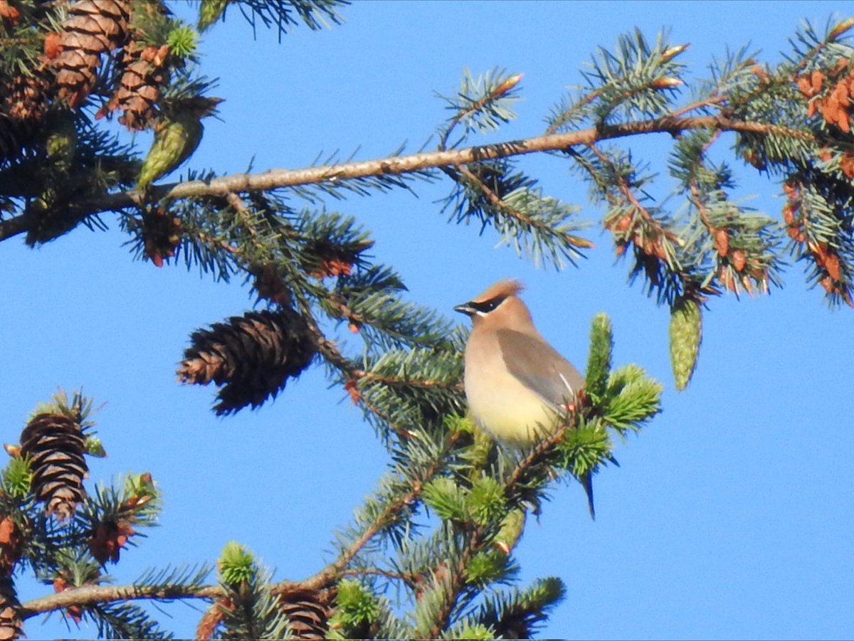 southdevonbirds's tweet photo. Cedar Waxwing, Western Wood-Pewee, American Goldfinch, & Olive-sided Flycatcher on Vancouver Island/in Vancouver city this week #birdsofcanada #birding #vancouverislandbirding #vancouverbirding #birds #canadabirds #birdsseenin2026 https://t.co/YxkL5dHhaW