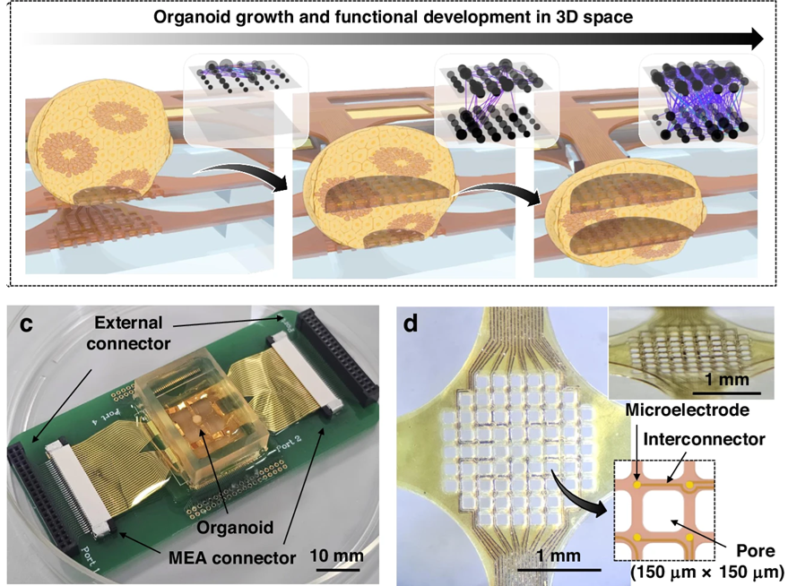 Organoid News tweet media