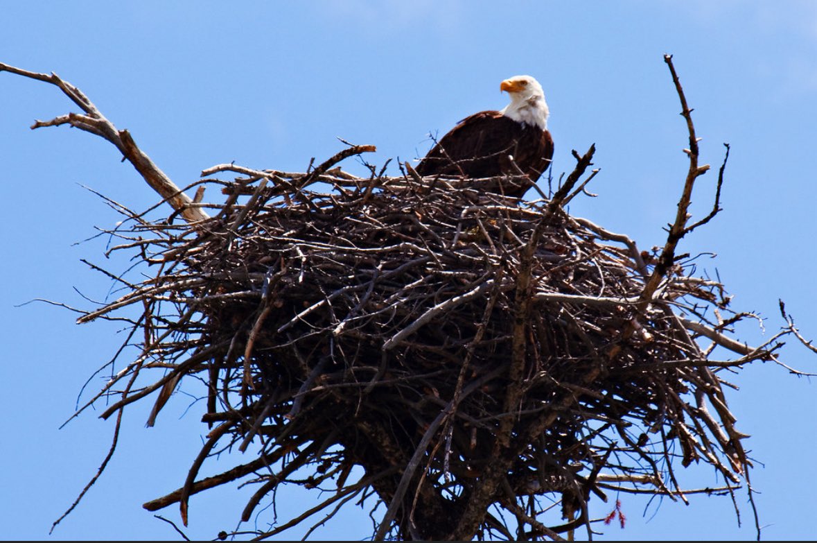 HollensbeAmanda's tweet photo. The eagle is in the nest. 🦅💜

Braelyn’s tumor tissue has officially arrived at the Advent facility in the UK, and manufacturing of her tumor lysate for DCVax-L is scheduled to begin next week.

This is the beginning of the process we have fought so hard to reach.

After brain surgeries, seizures, setbacks, radiation, endless research, prayers, and advocacy… we are finally here.

One step closer to London.
One step closer to DCVax-L.
One step closer to hope. 💜

#DCVaxForBraelyn #Glioblastoma #GBM #BrainCancerAwarenessMonth #DCVax $NWBO