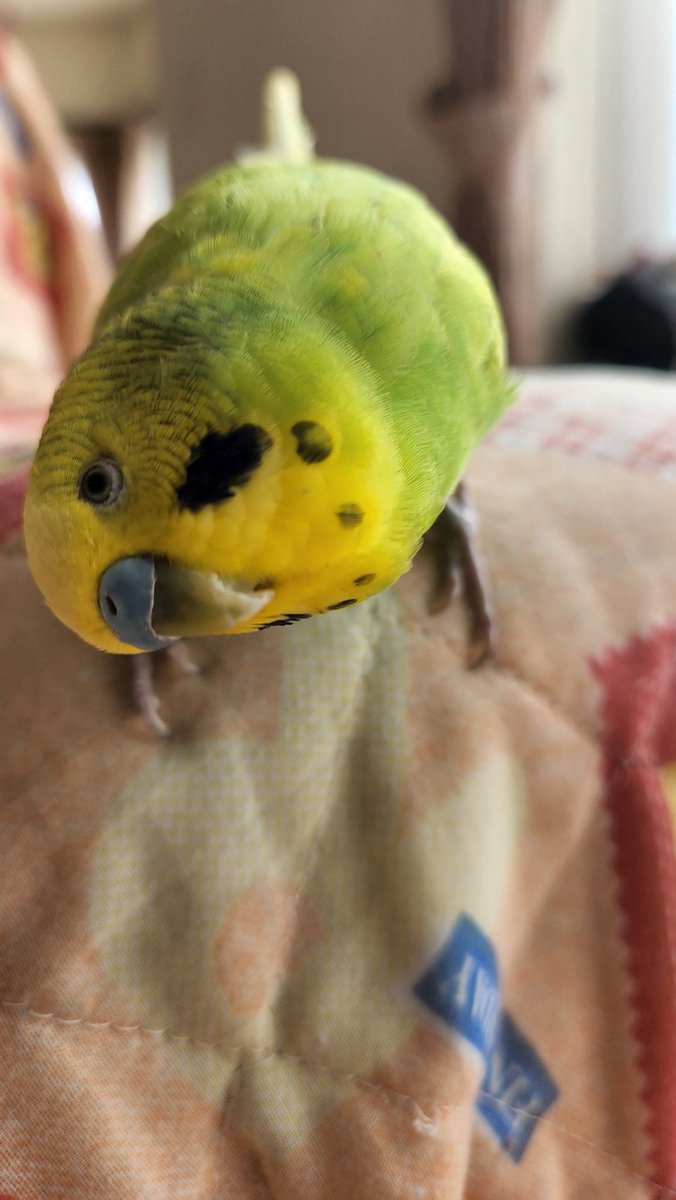 クソし……💩 したのか？したいのか？しないのか？ どれなん～💧 よい