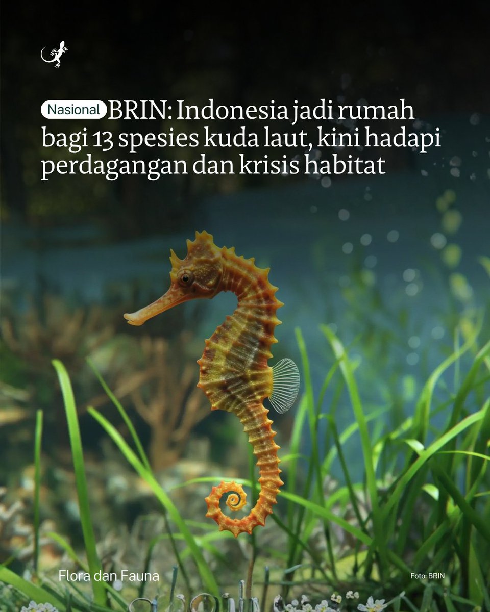 Mongabay Indonesia tweet media