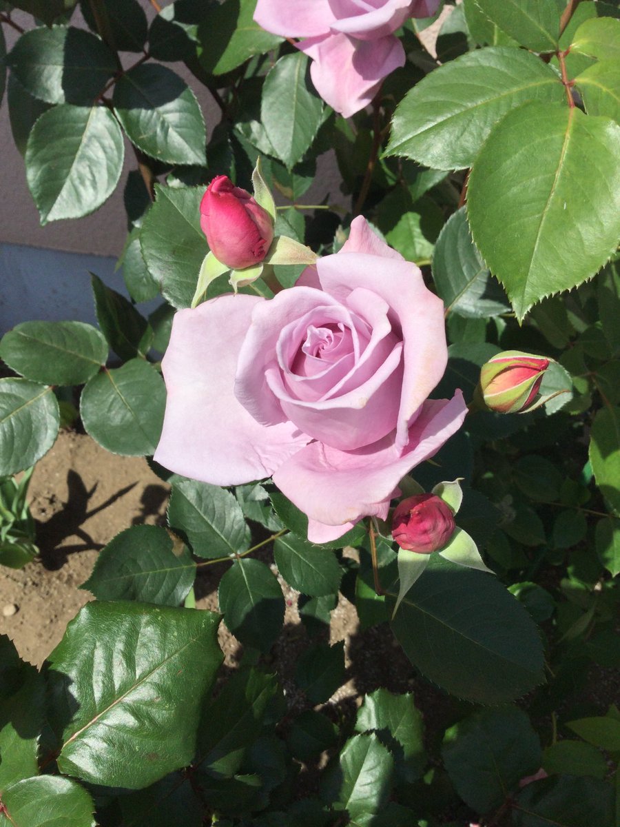 _tarobei's tweet photo. ＃花は咲く　たちまち
花は咲く小さな庭に
数えきれない
見る人二人
寂しいけど　いつものこと

近所では一番大ききいと、慰める
色や形は好きづきでしょう　と https://t.co/n53ufFdNLT