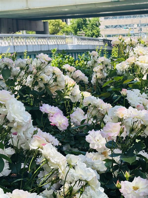 OsakaKoukaido's tweet photo. 本日は16時まで東側鉄扉を開放しております✨
大阪市中央公会堂すぐ近くの「中之島バラ園」では
様々な種類のバラがとても綺麗に咲いていました🌹
お近くにお越しの際はぜひバラ園と公会堂にお立ち寄りください。

#大阪市中央公会堂 #中之島バラ園 https://t.co/nlsJXB0fYU