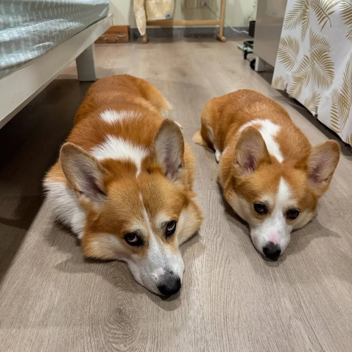 JosephineK1761's tweet photo. Awesome photo😍😍❤️❤️
#CorgiJoy #CorgiGoals #LoveMyCorgi #PetsofTwitter #CorgiBark #PrincessWelshCorgi https://t.co/pu0Gfm5pAG