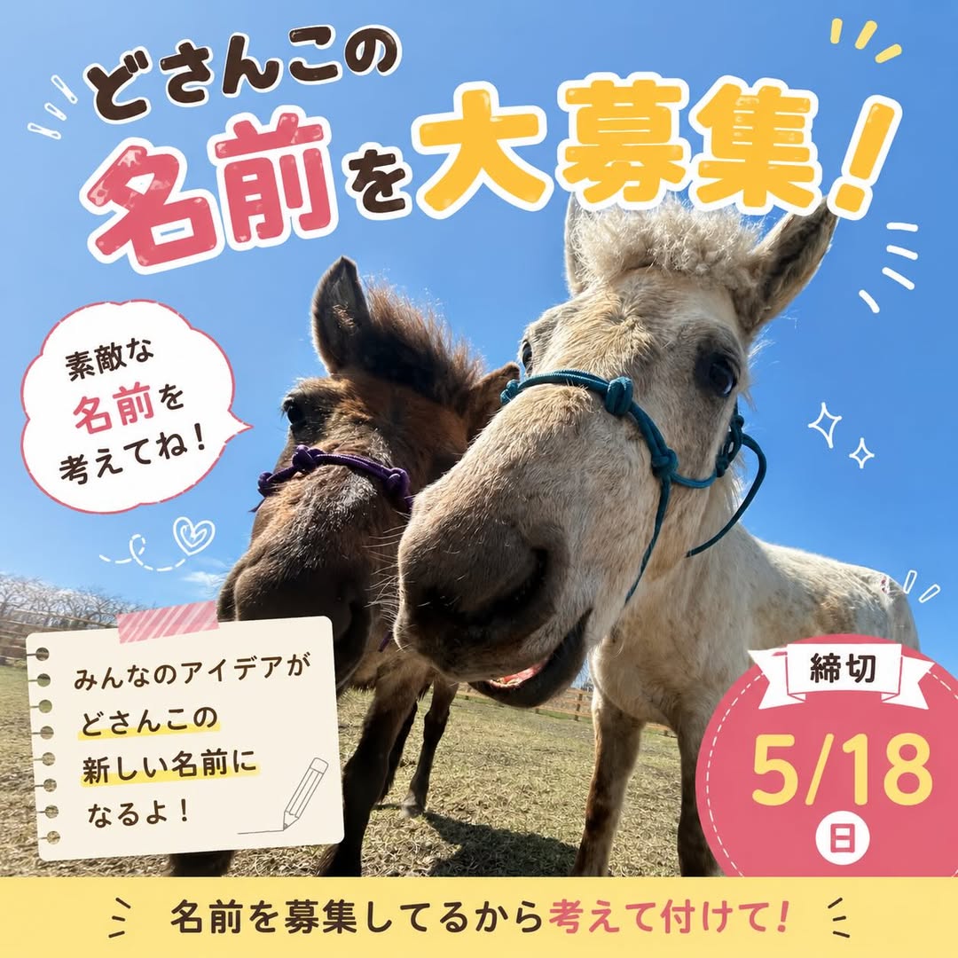こちらはけーちゃんです。【乗馬用品二点おまとめ】乗馬 🐴コマちゃんの麦音ホースパークの新しい仲間たち🐴どさんこ3頭は名前