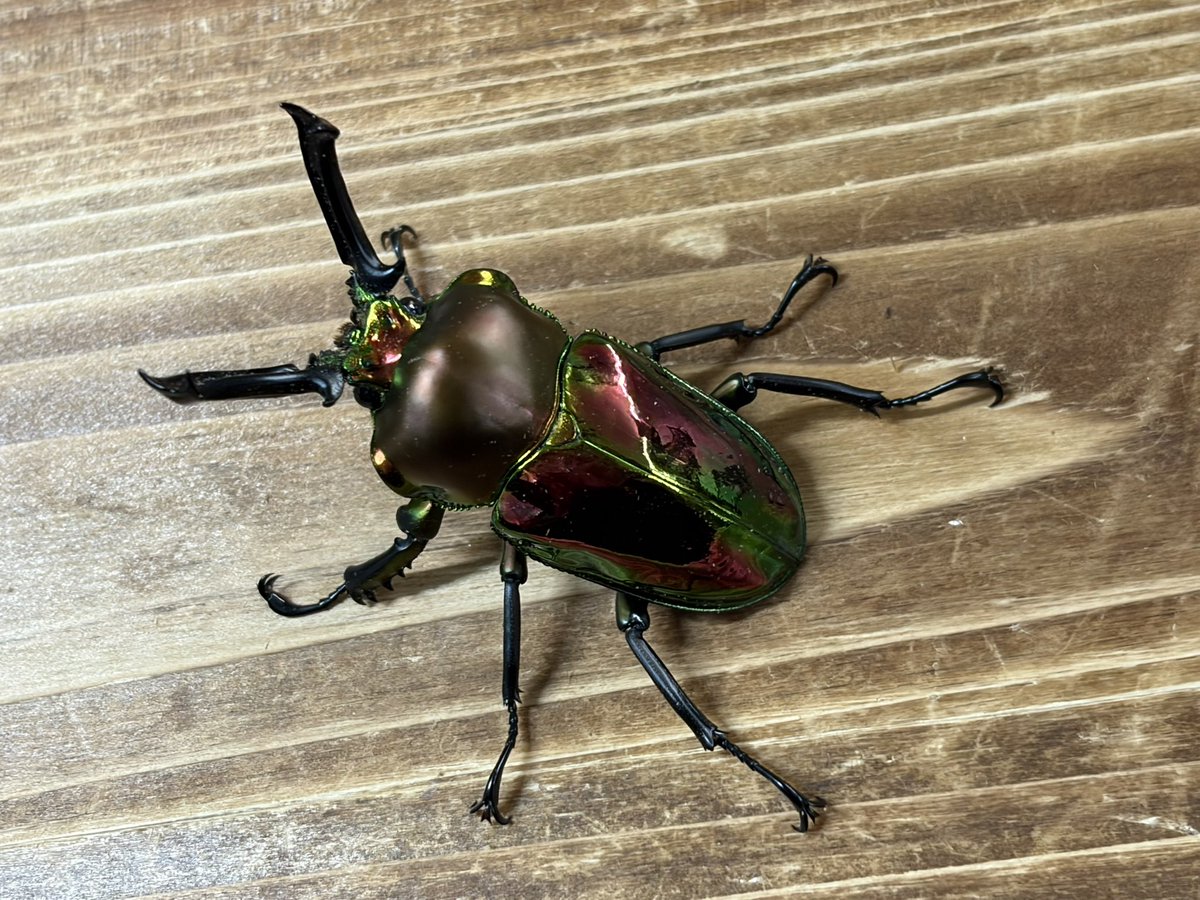 INSECT JOKER official インセクト ジョーカー tweet media