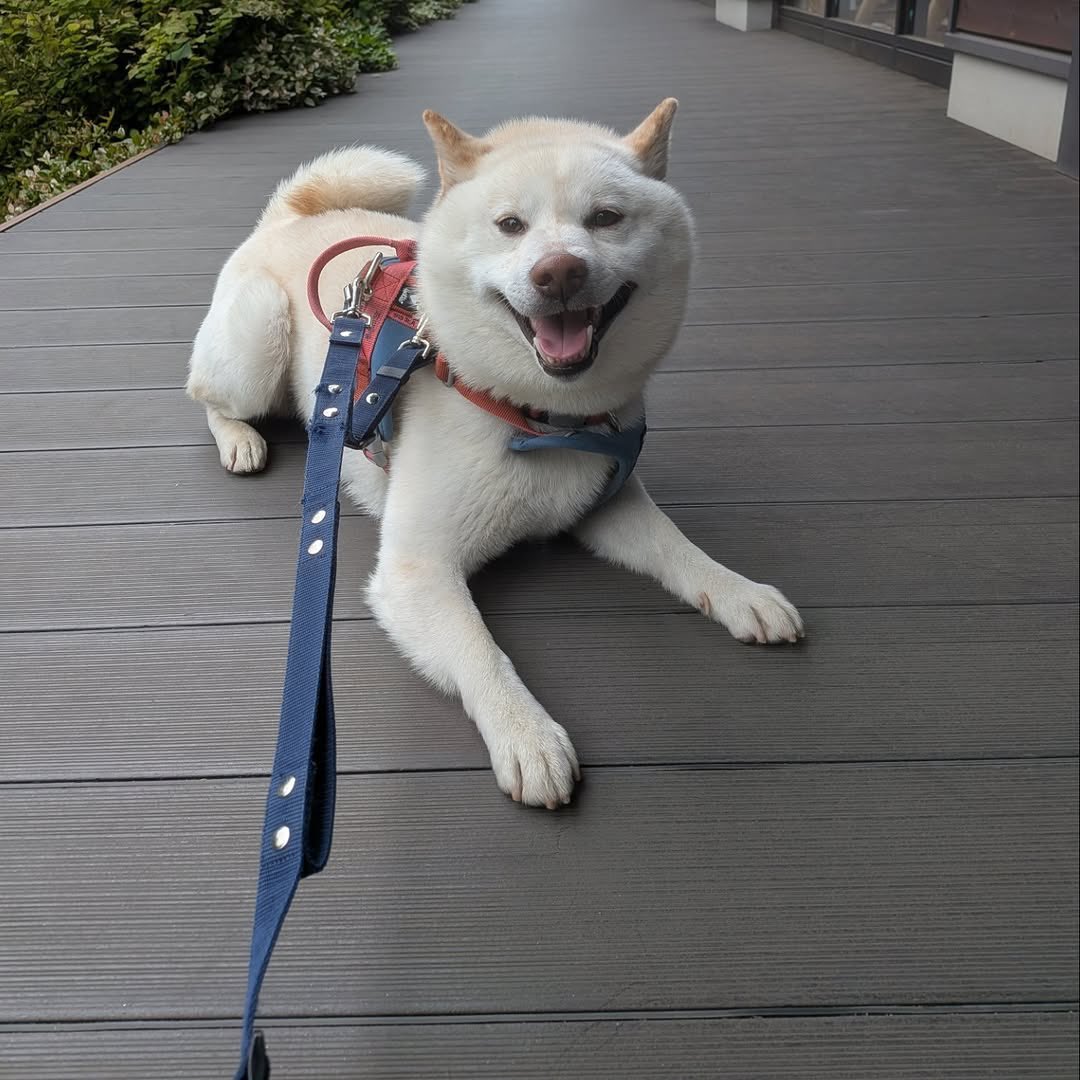 橋本 白柴の宇宙(そら) tweet media