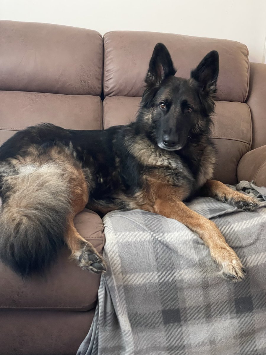 NicNic711's tweet photo. Summer says thank you for all her lovely Birthday wishes 🥰 https://t.co/Bg8lQl9Nal