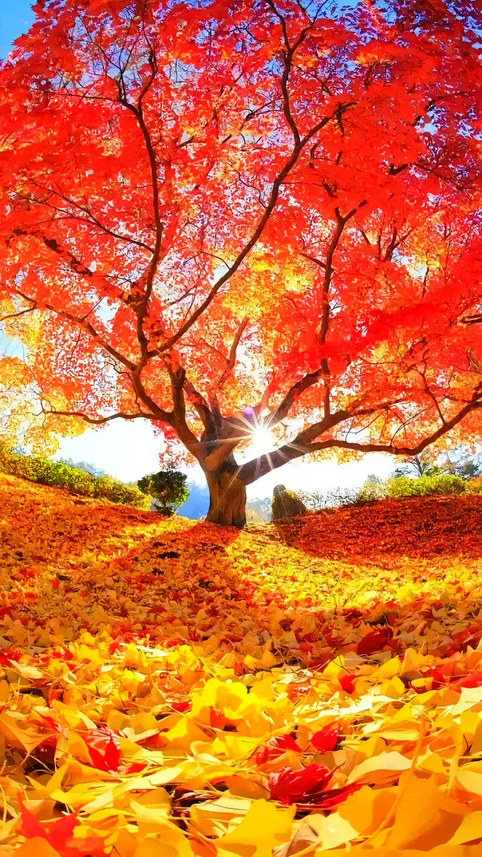 DamienLEROY5's tweet photo. Autumn breeze, golden leaves, and cozy sweaters—perfect day to sip warm cider and walk under falling foliage. https://t.co/oLFfG1VrQI