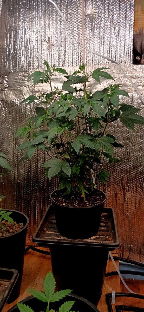 BernBezzy's tweet photo. Blue Lemom haze mother plants kicking ass solfire Ripe pictured below them are staring week 3 of veg https://t.co/jSLSZ8loQK