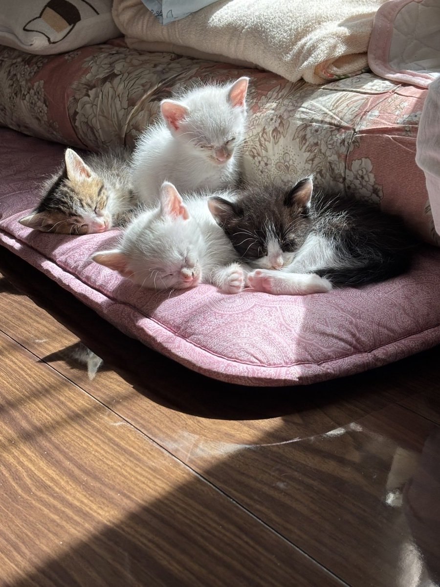 4人(匹)で 日向ぼっこです☀️ みんなかわいい♡♡