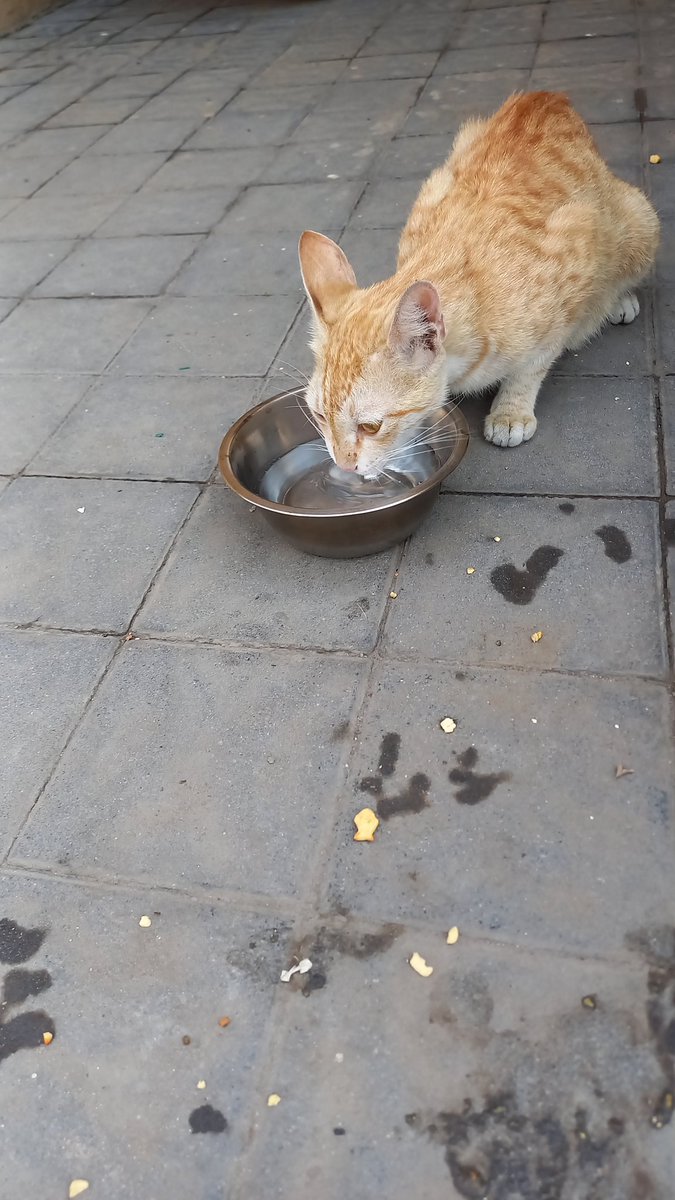ishuunutt's tweet photo. I'm worthless, but this cat isn't. It doesn't need to suffer in this 40°C heat... I gave it some cat biscuits and water...🐱🐱 https://t.co/ARJQitMvSj