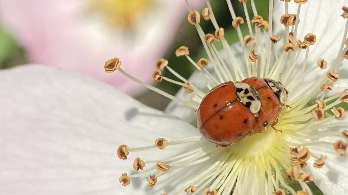 Eric78280's tweet photo. « Une vie, une rencontre » … 🐞

#RegardsNature https://t.co/RU1yXEGvdJ