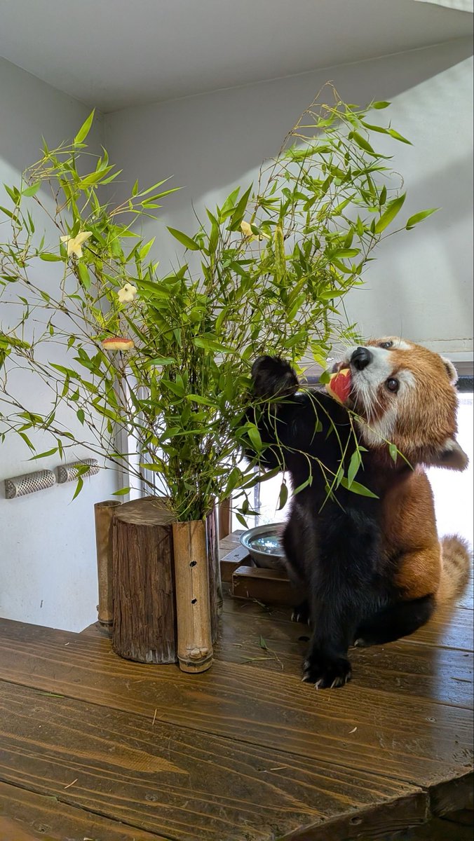 熊本市動植物園(公式) tweet media