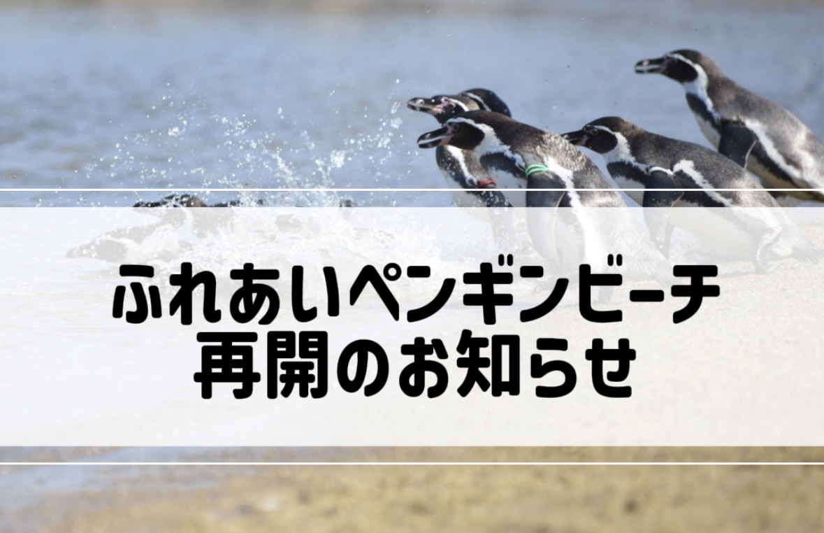 長崎ペンギン水族館【公式】 tweet media