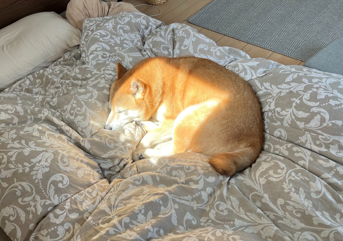 柴犬おとちゃん🐕6歳 (@0218_oto) / Posts / X