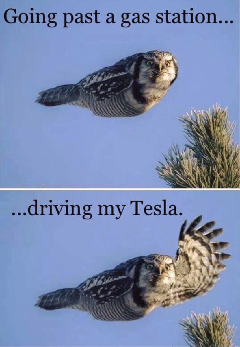 Coffee Table Tesla tweet media