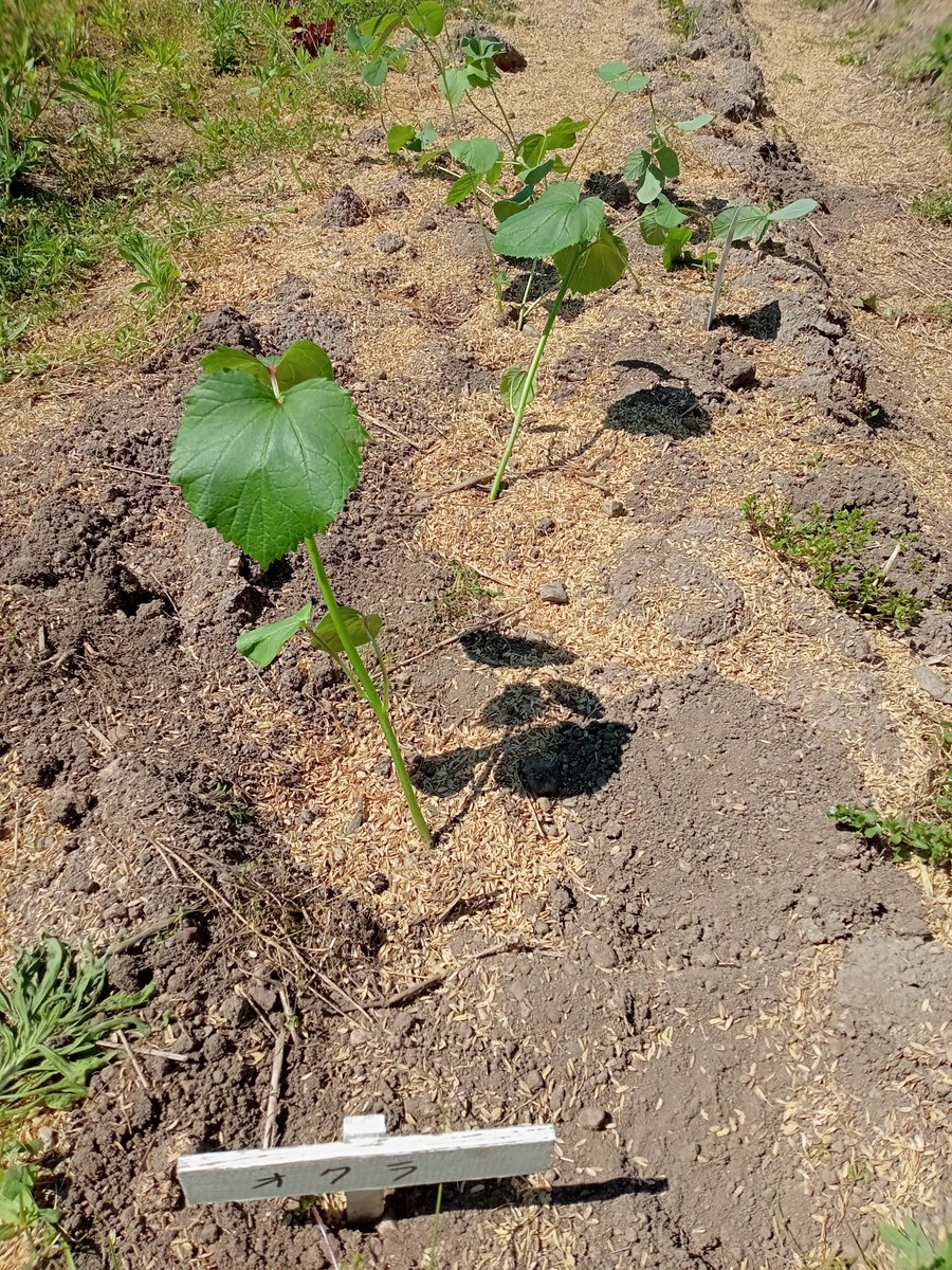 satoshi2104's tweet photo. オクラと枝豆の苗を植えました https://t.co/RpMiFbM5r4