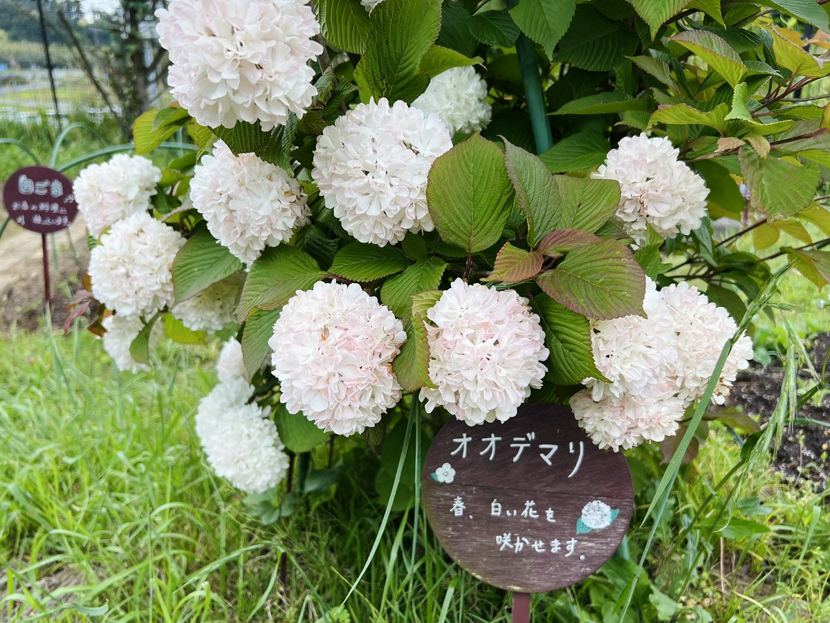 Akiyo🍏 tweet media