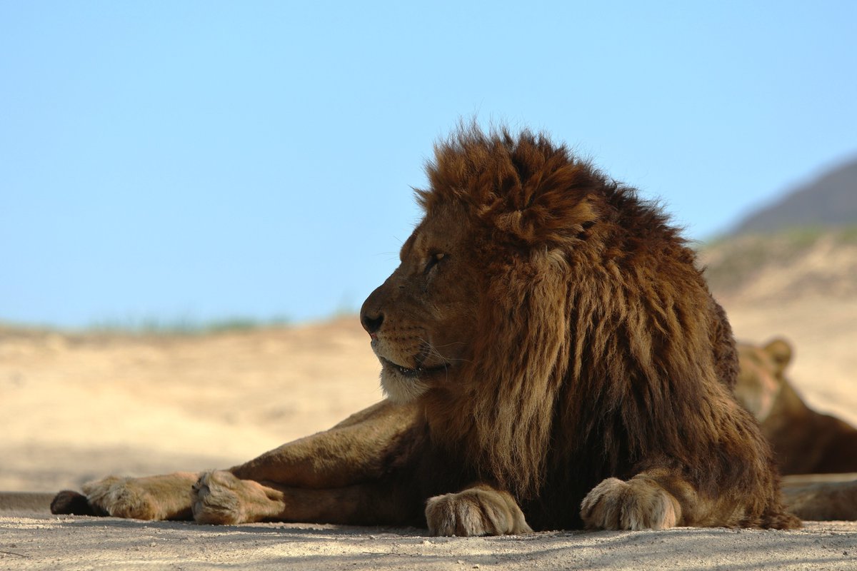 ゆったり過ごす午後🦁

#ライオン
#アフリカンサファリ