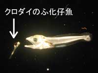 サワラは養殖は無いハズ　って思ってたけど
調べると大阪湾で受精卵を回収→10cmくらいに育ててから放流　ってのやってるのね。

稚魚の間から魚しか食べない＆エサが不足すると共食いを始める　と。

タマゴは海面に浮いて漂流してるっぽい。

興味ある方は↓から
knsk-osaka.jp/suisan/shien/s…