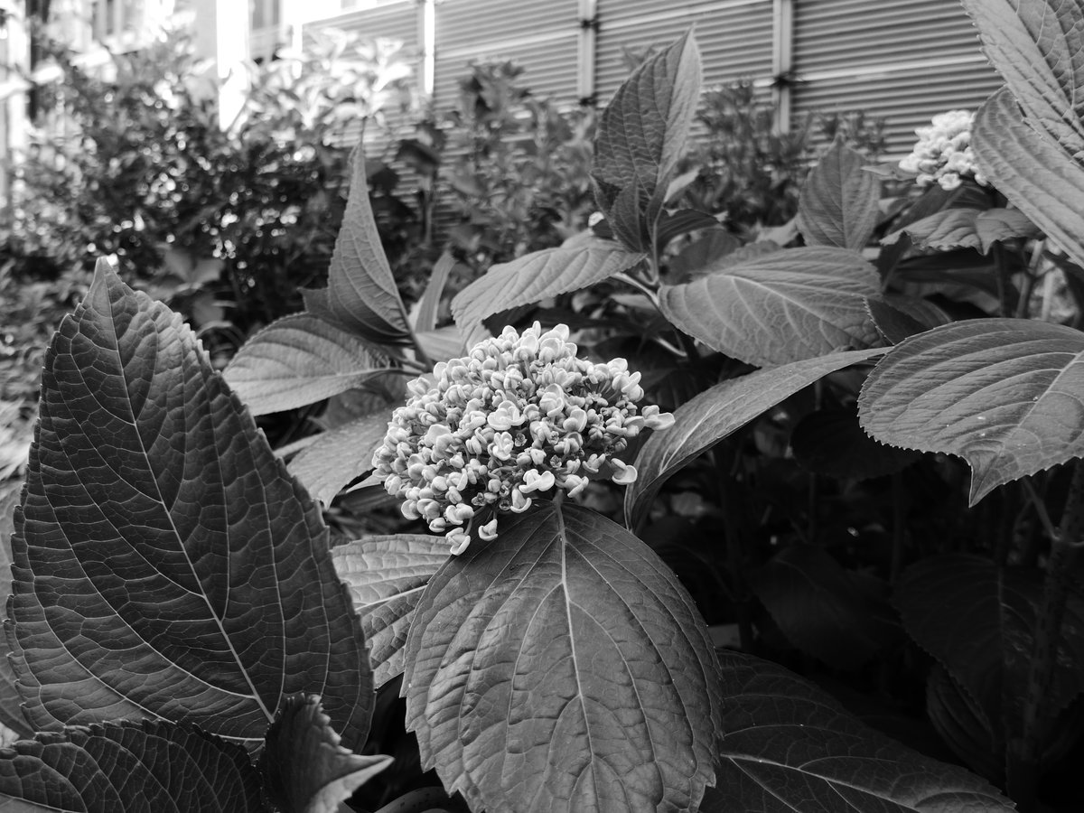 IsaohCamera's tweet photo. 秋葉原→神田を散歩がてら、少しだけ撮ってきました。
カメラはLeica C Typ 112です。
ダイナミックモノクロームモードだと、光のコントラストが凄いです。
#カメラ散歩 #モノクロ https://t.co/iryr26c0GR