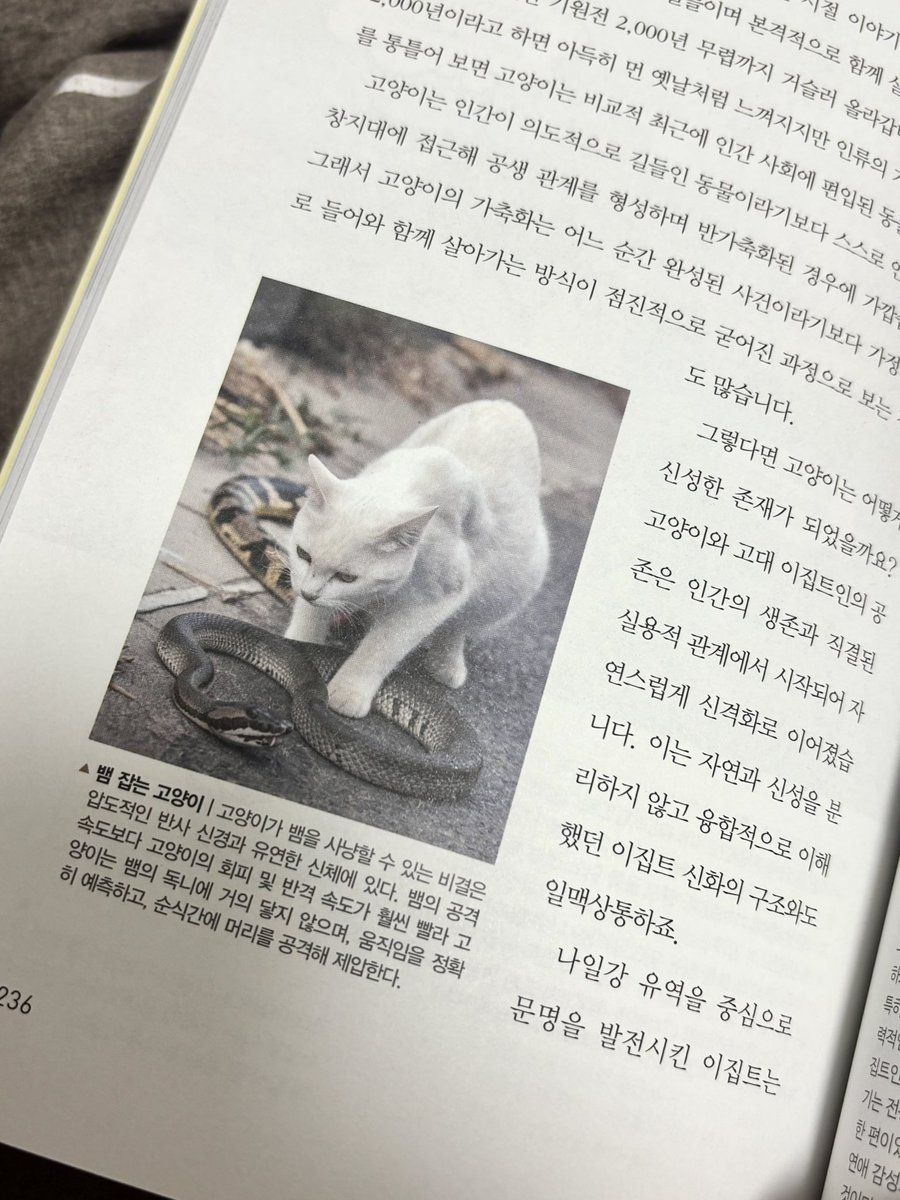 교굥 tweet media