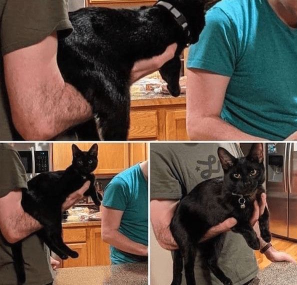 Black cats are not bad luck tweet media