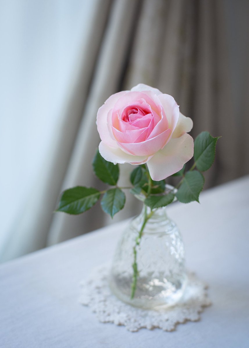 mew_chibi's tweet photo. 今日和◡̈︎*

お庭のピンクの薔薇が咲いてくれた
家族の看病が落ち着き
一息つく月曜日✨

すでに外は初夏の模様🎐
植物たちの夏越しを考える日々です🌿

#キリトリセカイ #花のある暮らし #ファインダー越しの私の世界ᅠ #ガーデニング #日常 https://t.co/G4KNyv18eR